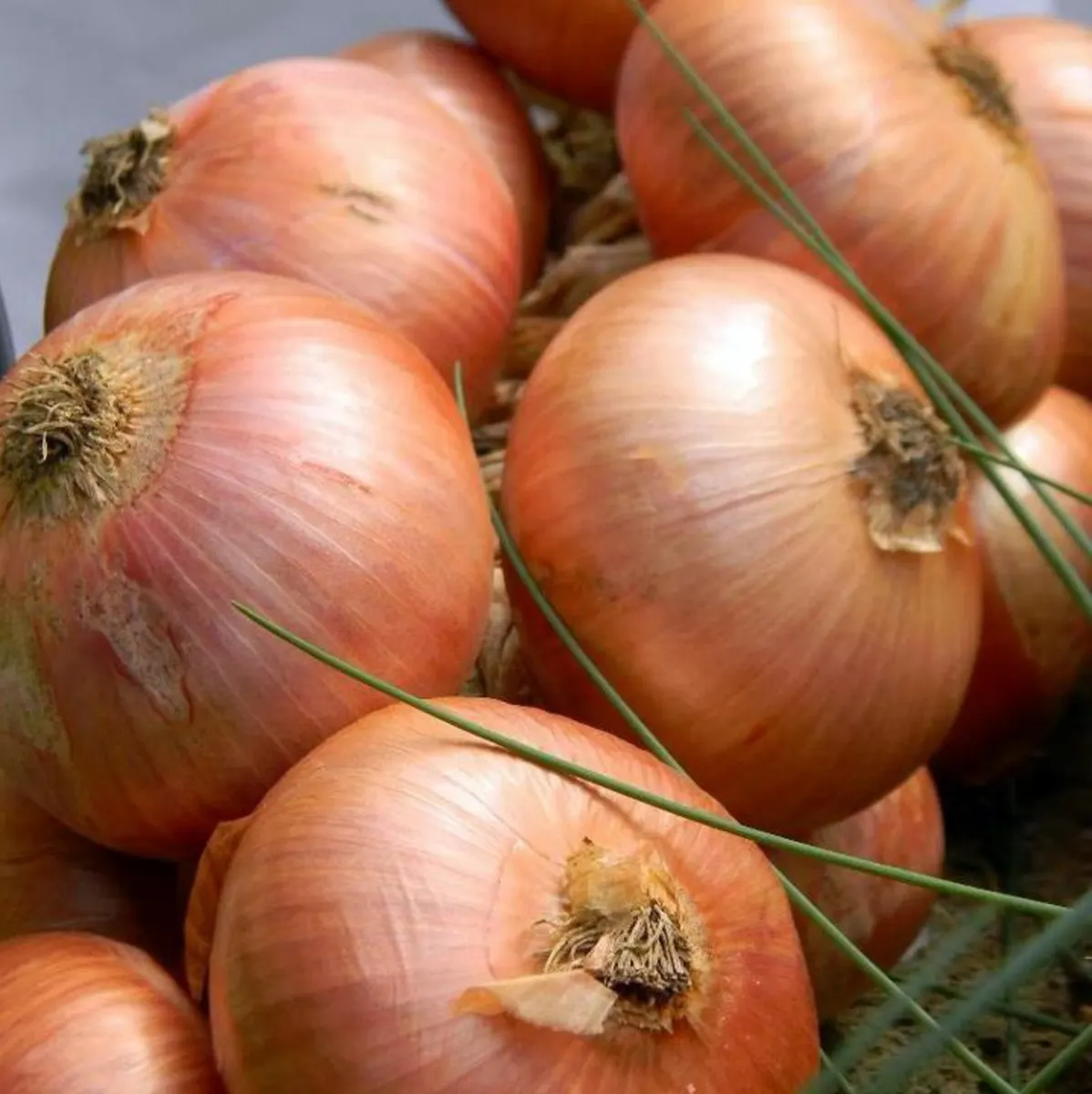 Cipolle ramate di Montoro appena raccolte, con le tuniche di colore rame e i fili verdi degli steli.