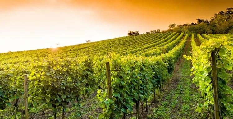 Paesaggio collinare irpino con vegetazione verde e il monte Acellica sullo sfondo, comune di Montella, provincia di Avellino